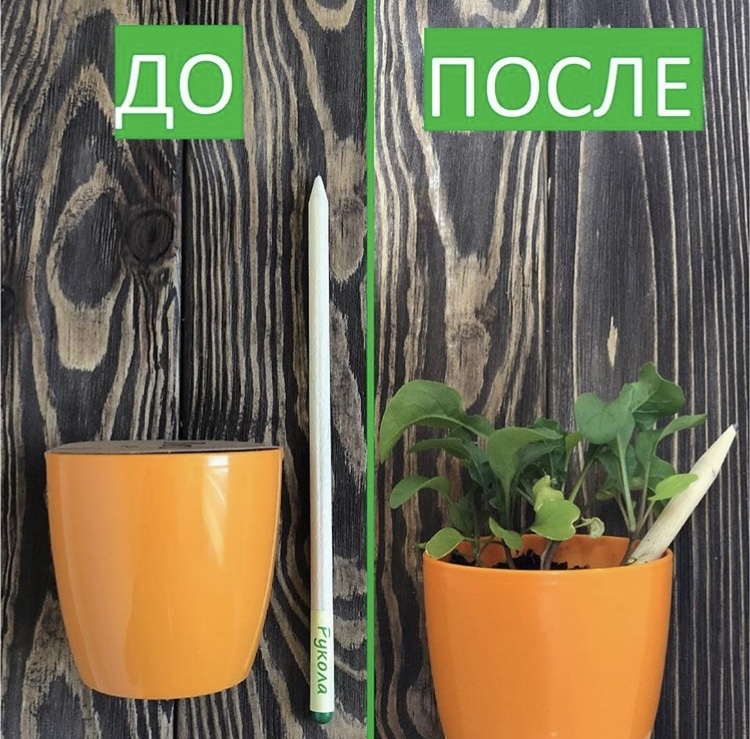 Эко карандаш \Растущий\